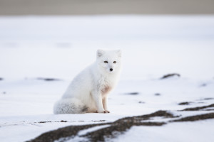 Arctic Fox, Point Barrow, Alaska