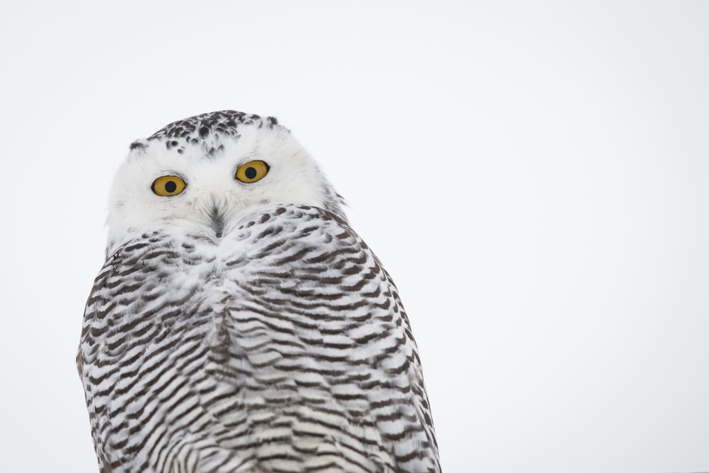 Snowy Owl, Point Barrow, Alaska
